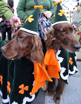 What Do You Know About Irish Setters?