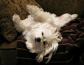 Do Tell: Are Your Pets Allowed on the Couch?