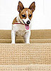 Spring Cleaning: Hair-Removal Solution For Carpeted Crevices