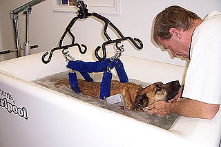 Canine Whirlpool