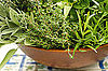 Do You Garden Poll