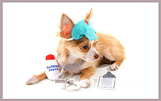 Do Tell: Have You Ever Used Human Meds on a Pet?