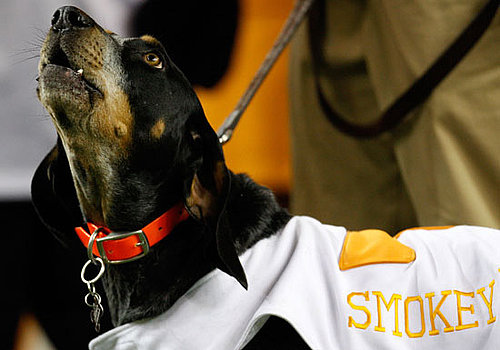 Animal Mascots From the 2010 NCAA Basketball Sweet Sixteen