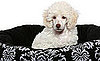 Poodle Trivia