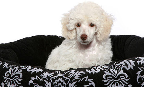 Poodle Trivia