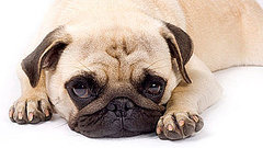 Pug Trivia Quiz