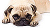 Pug Trivia Quiz