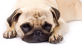Pug Trivia Quiz