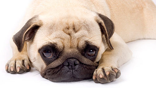 Pug Trivia Quiz