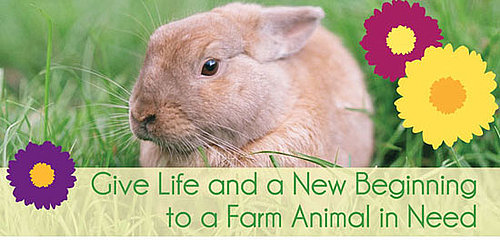 Give Back: "Adopt" These Easter Babies Instead