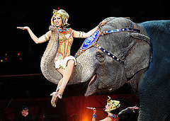 Tips to Prepare a Child For the Circus Tips to Prepare a Child For the Circus