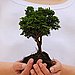 Happy Arbor Day!