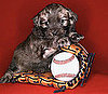 Kick Off Baseball Season With These Things For Dogs