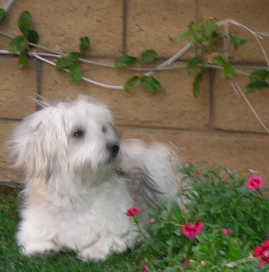 Dottie as a puppy