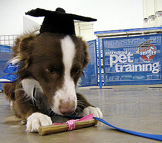 Should My Dog Go to Obedience School?