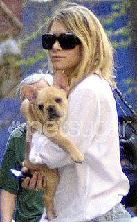 Ashley Olsen Gets a French Bulldog