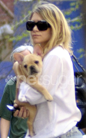Ashley Olsen Gets a French Bulldog 2010-04-07 15:10:59 Ashley Olsen Gets a French Bulldog 2010-04-07 15:10:59