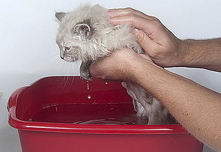 Find Best Cat Shampoos