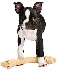 Do Dog Ears Droop When Teething