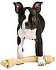 Do Dog Ears Droop When Teething