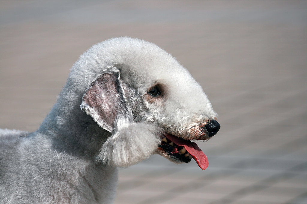 Filbert-Shaped Ears Filbert-Shaped Ears