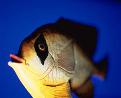 Exfoliating Plastic Beads Can Harm Marine Life Exfoliating Plastic Beads Can Harm Marine Life