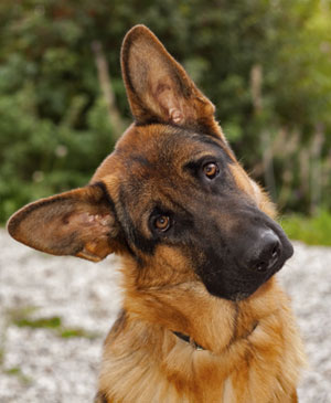 All About German Shepherd Dogs