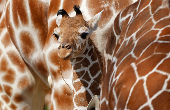 Carlo the Baby Giraffe Carlo the Baby Giraffe