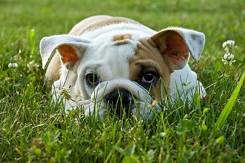 Good Ways to Explore Nature With Pets?