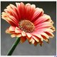 janesam's picture