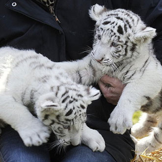 Baby Tigers, Boston Terriers and More Things We Saw This Week Baby Tigers, Boston Terriers and More Things We Saw This Week