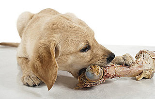 Bones Are Bad For Dogs