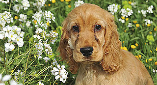 All About Cocker Spaniels