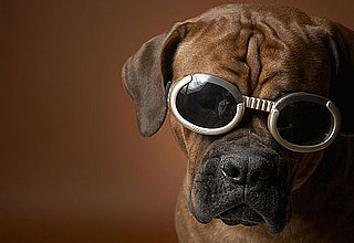 Doggles For Dogs