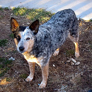Pictures of Herding Group Dogs