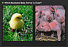 Which Farm Animal Is Cutest? 2010-04-29 04:00:16