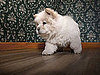 Carpet and Pet Stains Versus Hardwood Floor