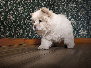 Carpet and Pet Stains Versus Hardwood Floor