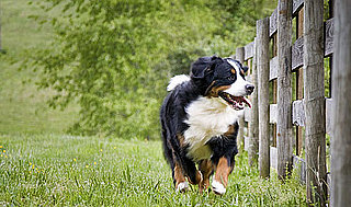 All About Bernese Mountain Dogs