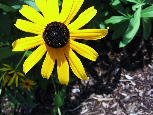 flower.