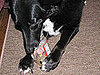 What's Your Take: Is Sharing Peanut Butter With a Pet a Crime? 