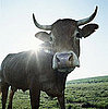Brides in Sudan Traded For Cattle