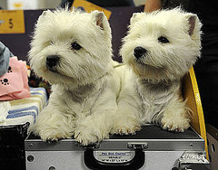 Facts About Westies