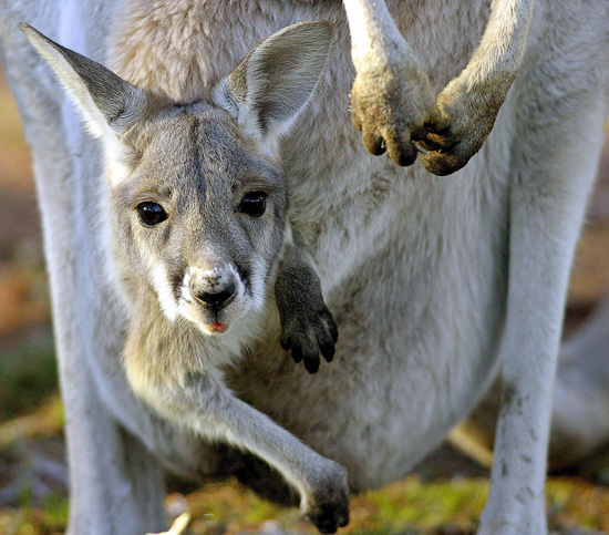 Kangaroo Pregnancy Trivia Kangaroo Pregnancy Trivia
