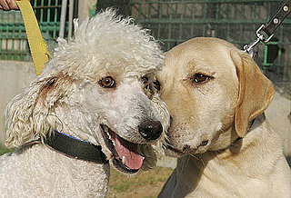 Where Did Labradoodles Come From
