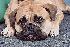 How to Make an Earth Friendly Carpet Deodorizer How to Make an Earth Friendly Carpet Deodorizer
