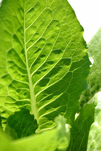 E. Coli Outbreak Prompts Multi-State Lettuce Recall