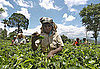 What Do You Know About the World's Coffee Production?