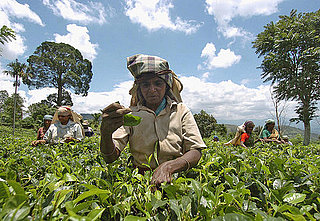 What Do You Know About the World's Coffee Production?