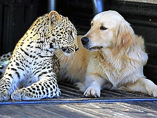 A Leopard and a Golden Retriever Fall in Love and Other Pet Links
